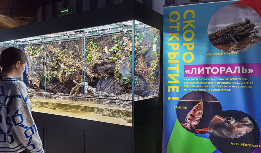 “Литораль”(“海岸带”)水族箱水陆箱丨俄罗斯丨Аква Лого Инжиниринг-46