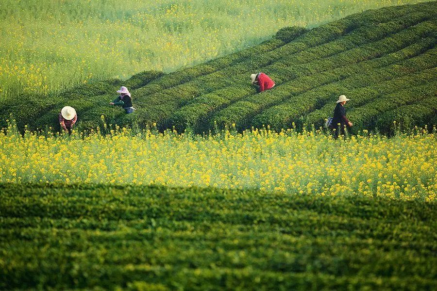 春日新绿,生活的温柔艺术-32