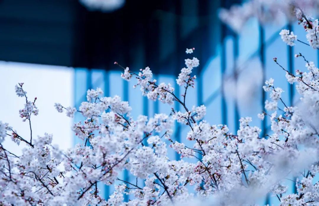 魔都五大赏樱胜地丨中国上海-47