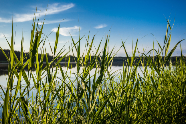 丨拉脱维亚丨AB3D-42