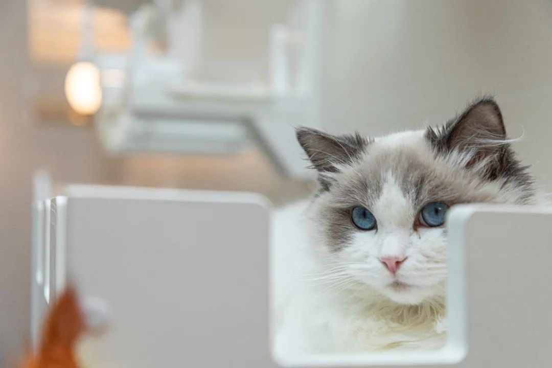 禧瑞墅丨钛马赫别墅设计事务所-35