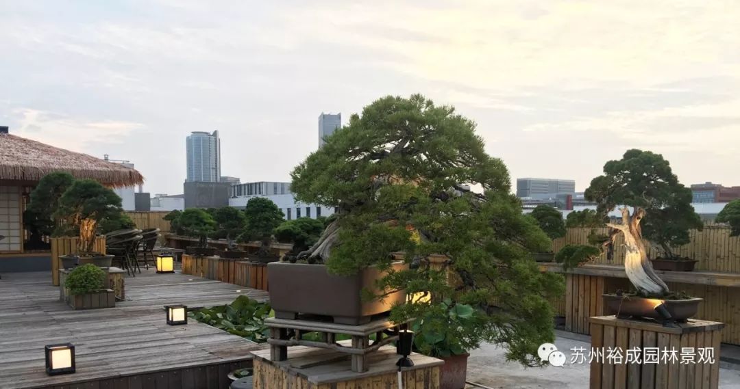 禅意屋顶花园，品茗抚琴如诗如画-1