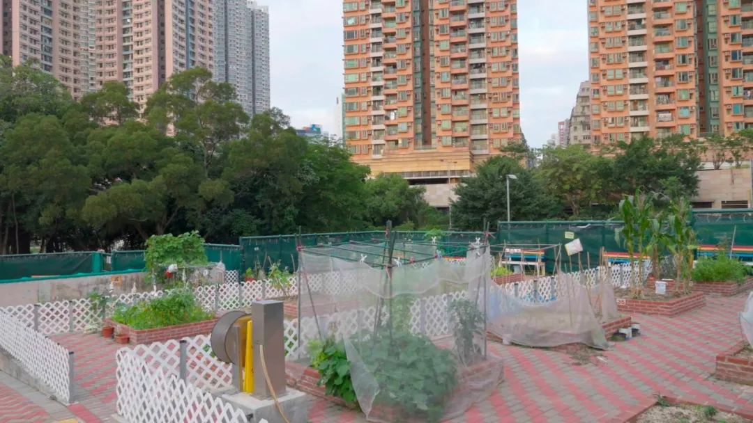 香港KFarm · 高科技农场的绿色奇迹丨中国香港丨陈启豪等-21