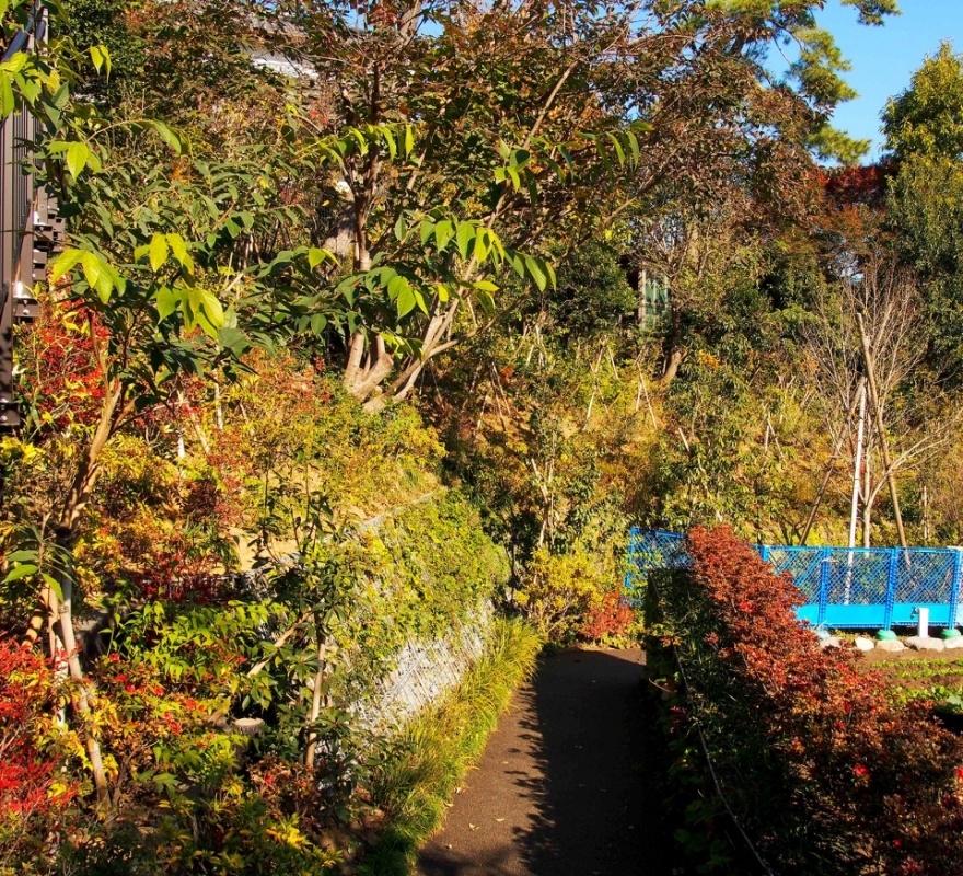 日本横滨南本宿第三公园农园设计丨株式会社户田芳树风景计画-28