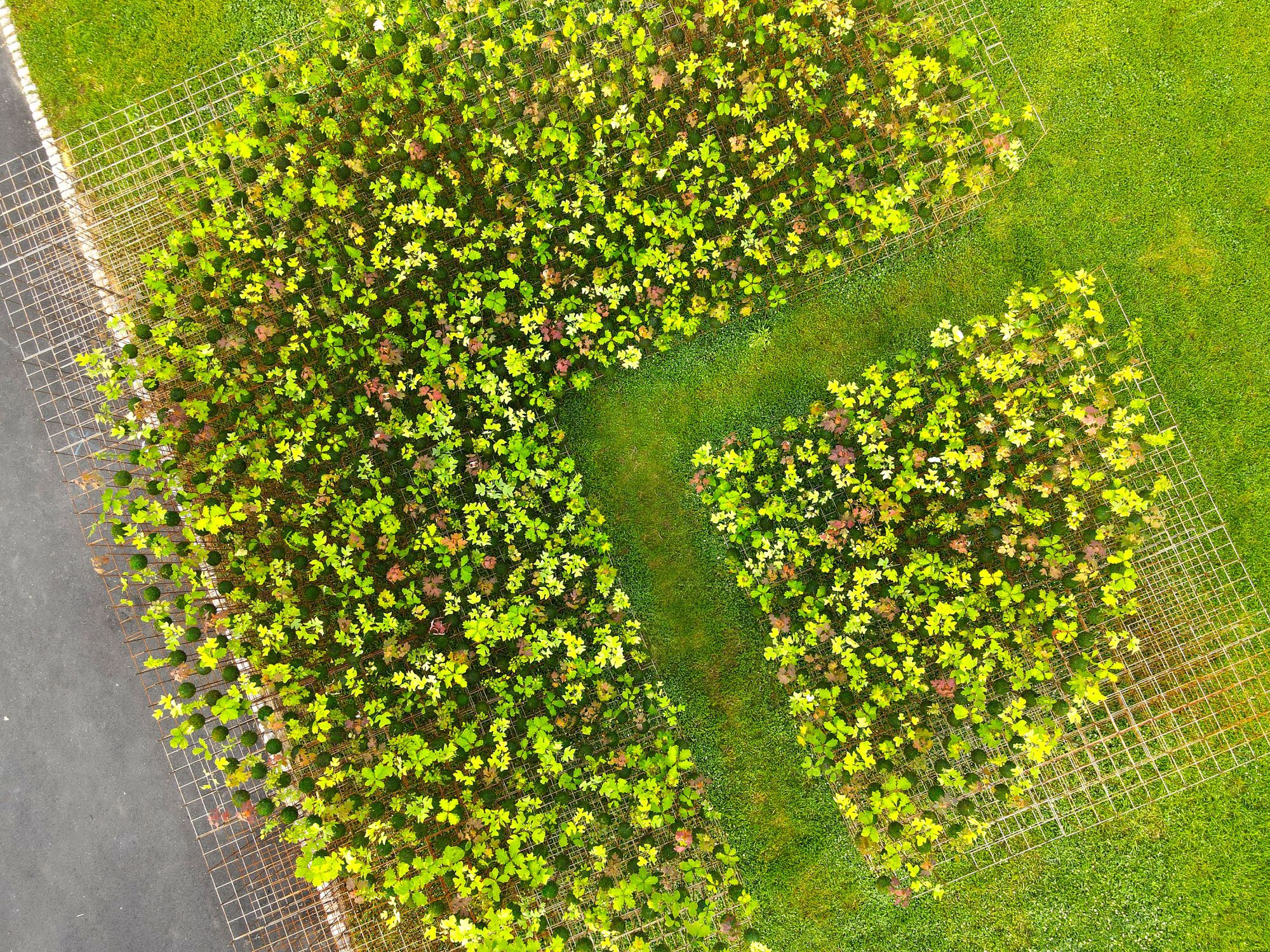 Kokedama Forest Installation，可持续微型森林雕塑-29