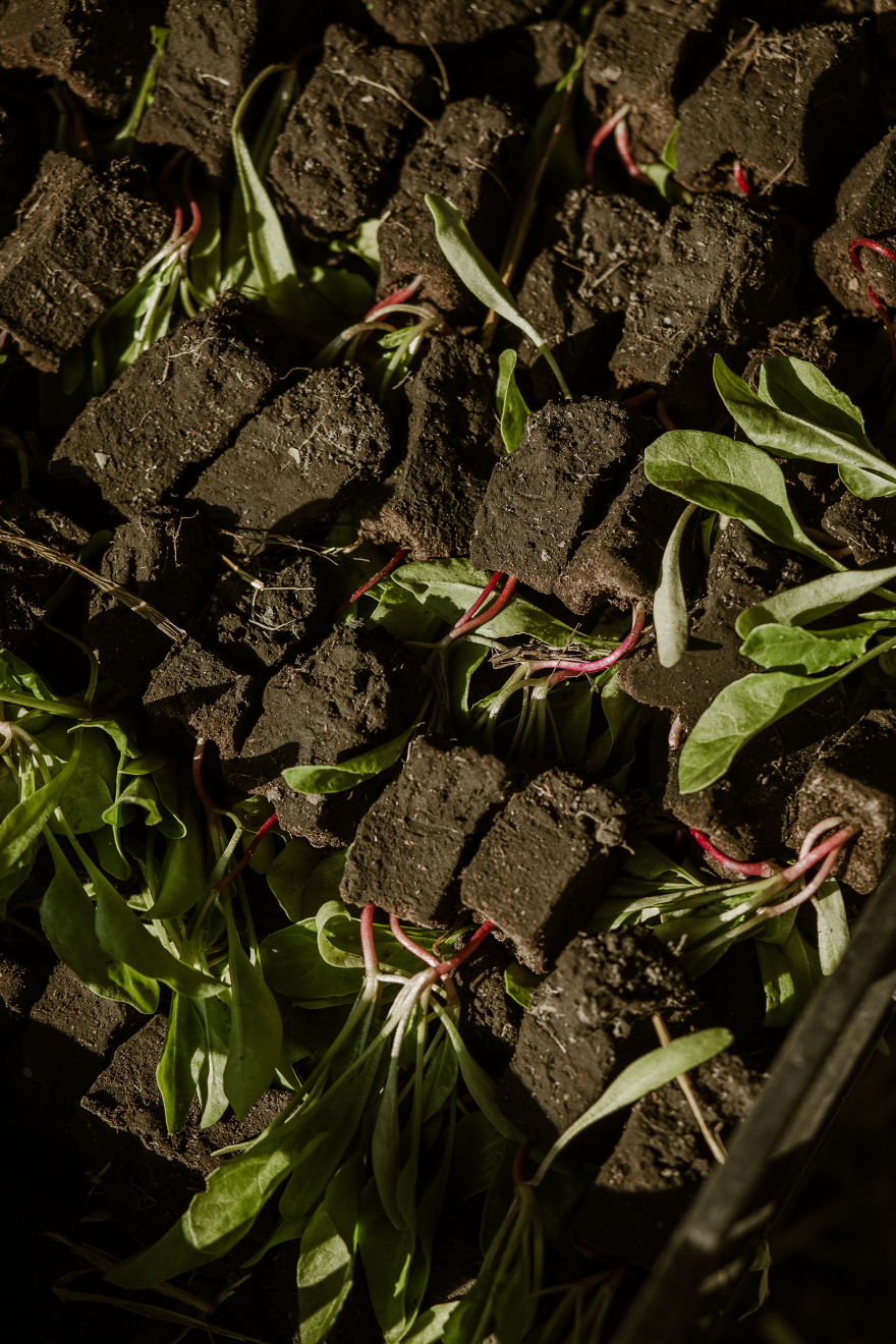 第 19 届威尼斯国际建筑双年展:墨西哥馆,探索古老农业系统的生态潜力-25