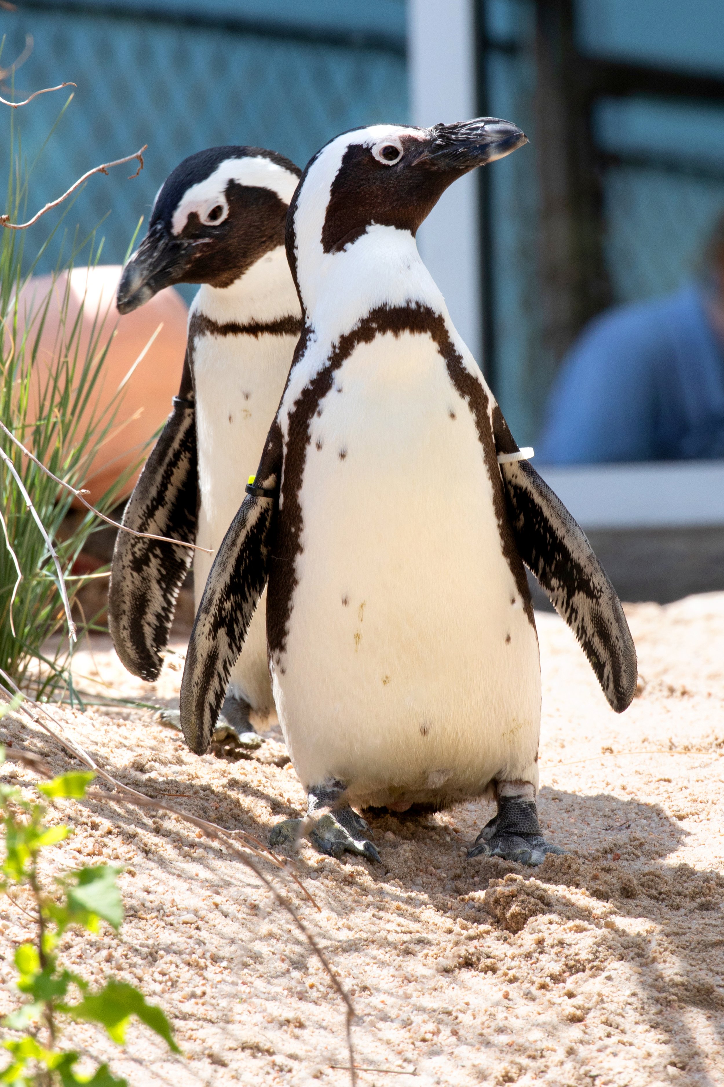 水际之地：非洲丨美国科罗拉多斯普林斯丨SH|R Studios-40