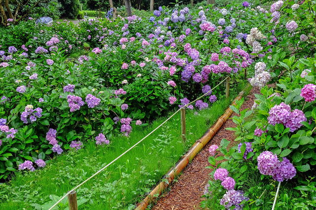万博記念公園（日本庭園・自然文化園）丨安哥拉万博-62