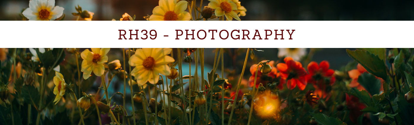 花与建筑的拥抱丨rach_vdb & hash_yan-0