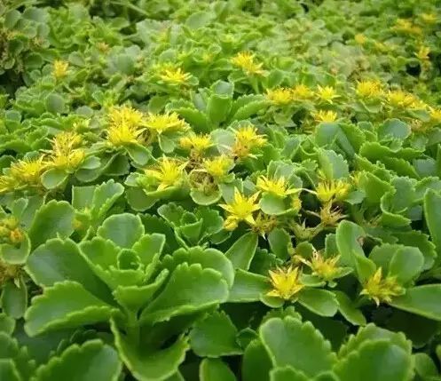 花境设计常用 60 种植物,让花园变得绚丽多彩-65