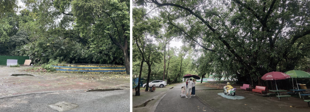 十一赏景别错过！华南国家植物园[绿美广东物种展示园]-31