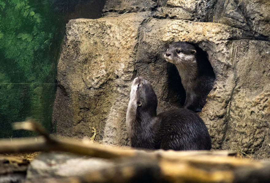 莫斯科水族馆水獭和海豹围栏及展区更新丨俄罗斯莫斯科-21