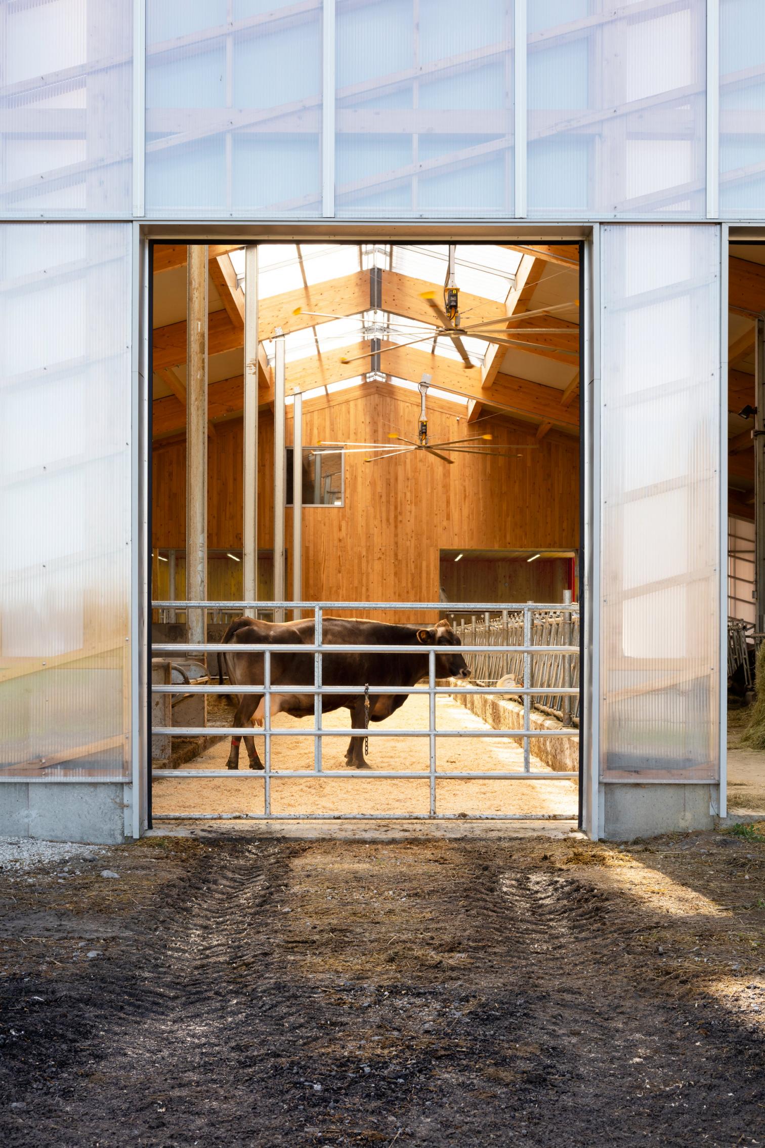 融入自然的奶牛棚设计-14