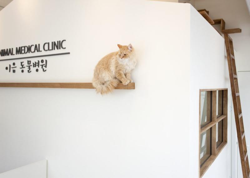 简约清新，展现专业水准的动物医院设计-10