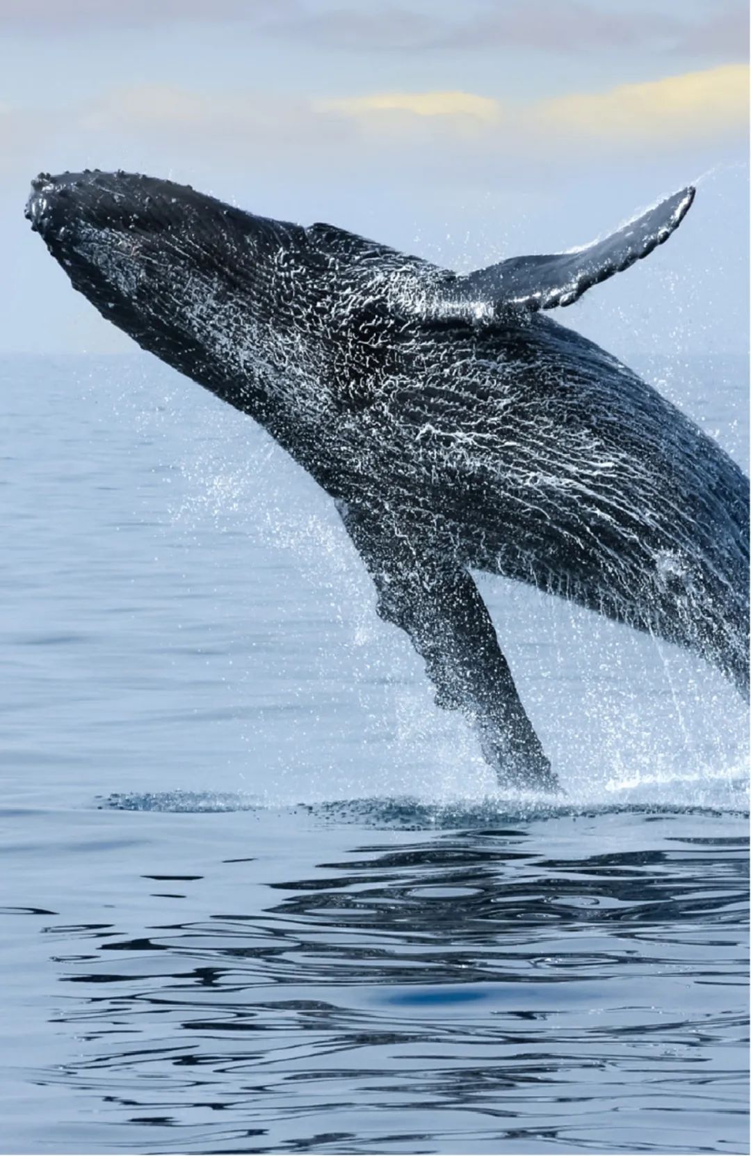 招商局三亚深海科技城科技城客厅丨中国三亚丨元禾大千(软装),集艾设计(硬装)-17