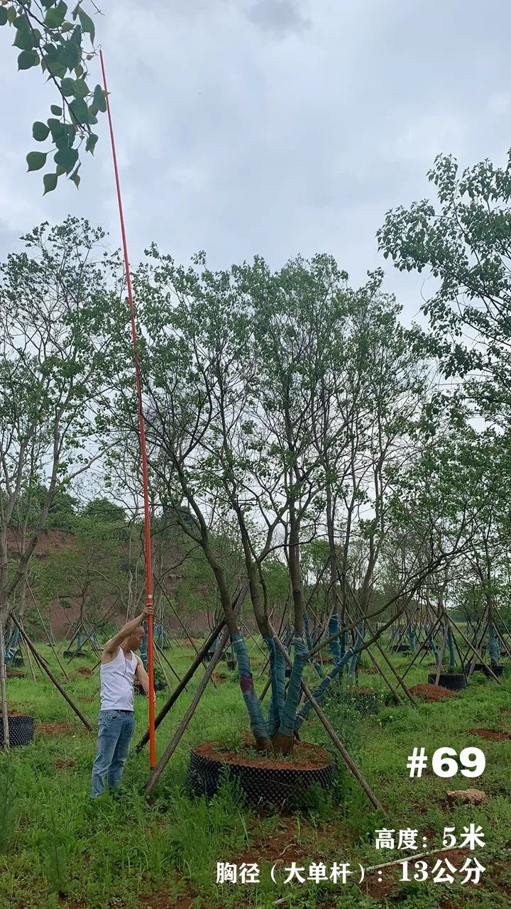 湖南衡阳 148 棵精品乌桕景观设计丨中国衡阳丨看见景观-82