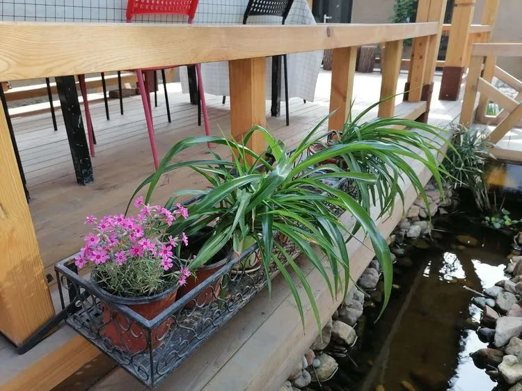 花友投稿 | 燕儿偏喜农家院，不向华堂富贵飞-20