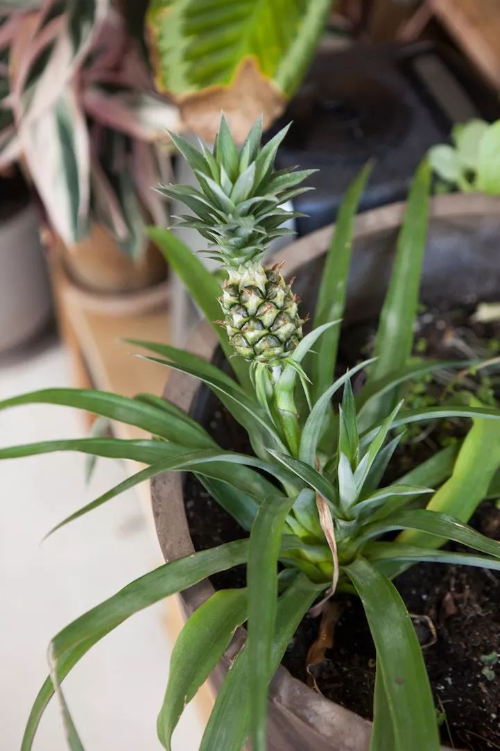 与自然共生 | 一个被植物包围的家-44