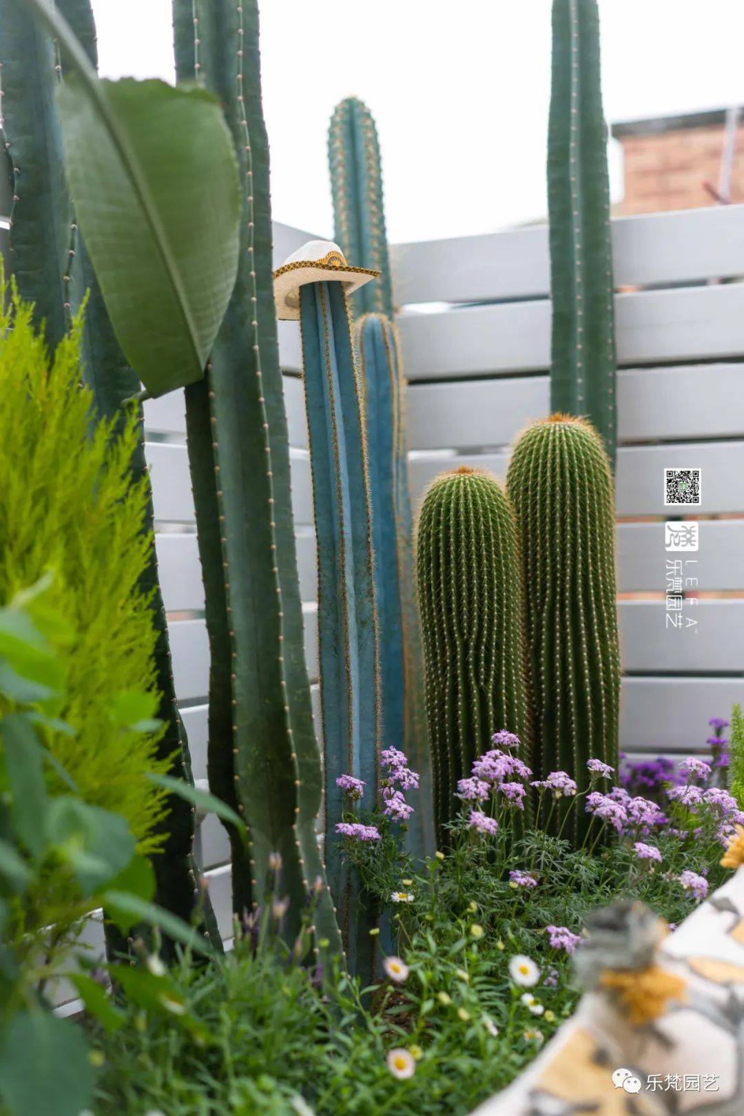 媚媚猫咪的摩洛哥阳台花园丨乐梵园艺-34