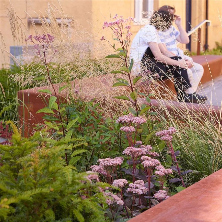 边界植物在景观设计中的妙用-19