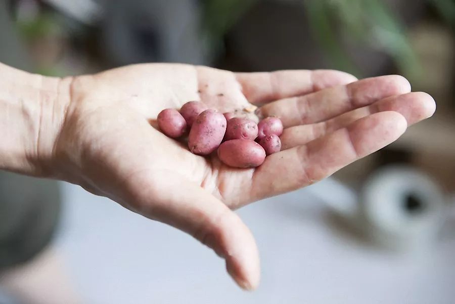 与自然共生 | 一个被植物包围的家-35