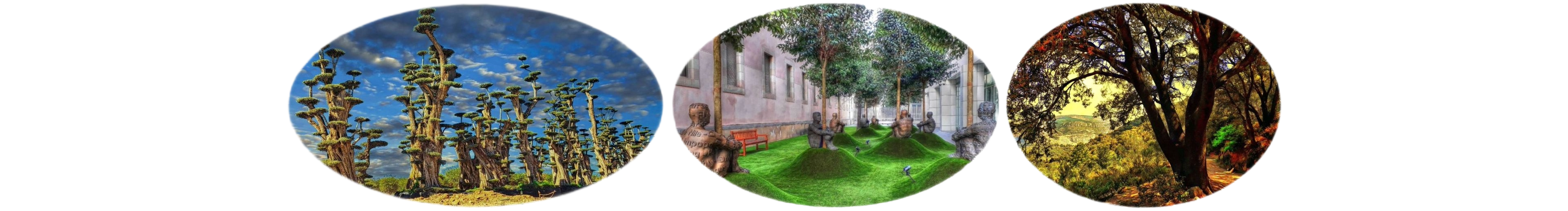 世界上的树木丨Sylvie D.-101