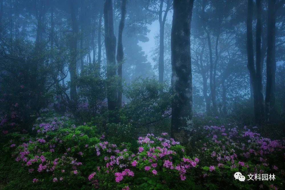 深圳市梧桐山第六届毛棉杜鹃花会景观设计丨中国深圳丨文科园林-5