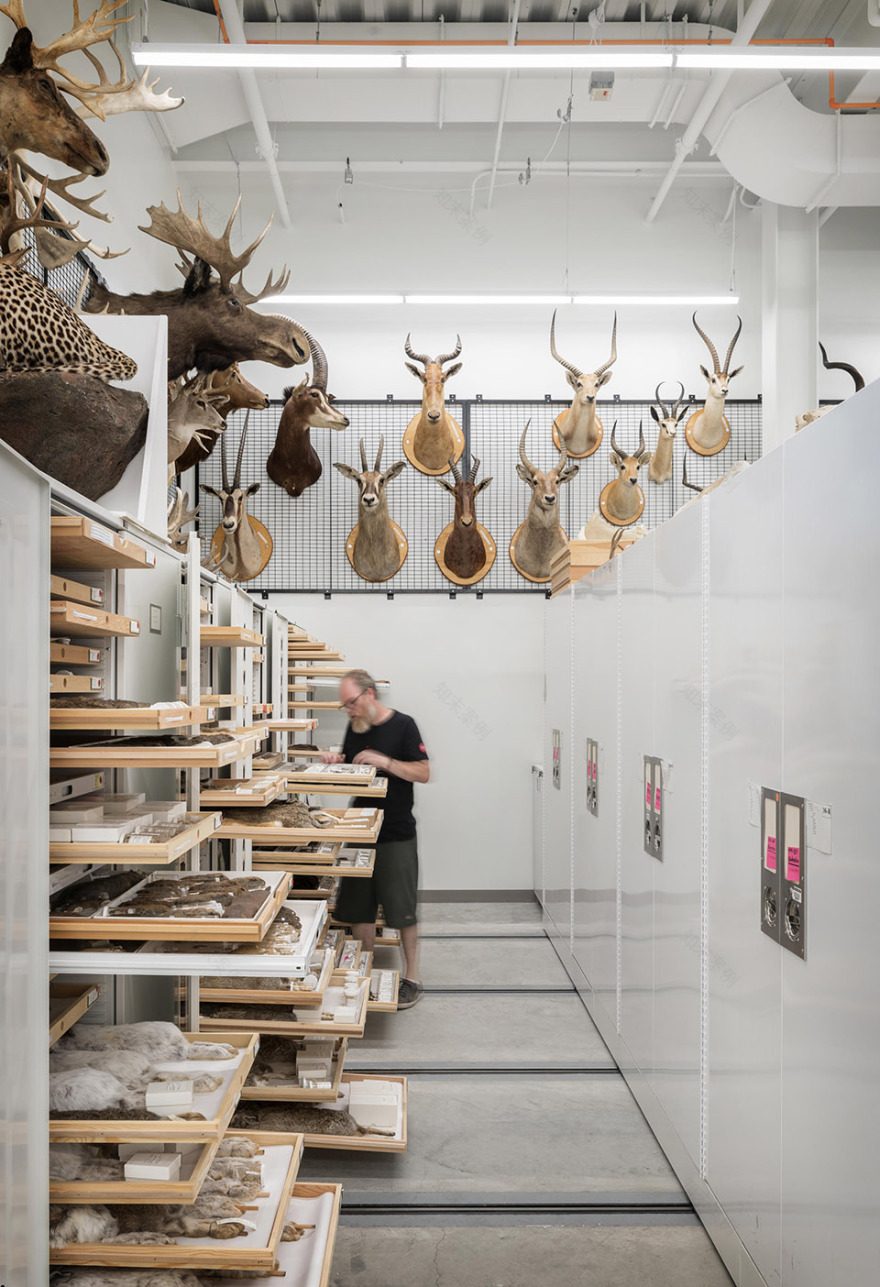 伯克自然历史文化博物馆,西雅图 / Olson Kundig Architects-44