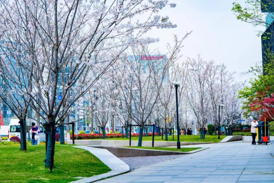 魔都五大赏樱胜地丨中国上海-44