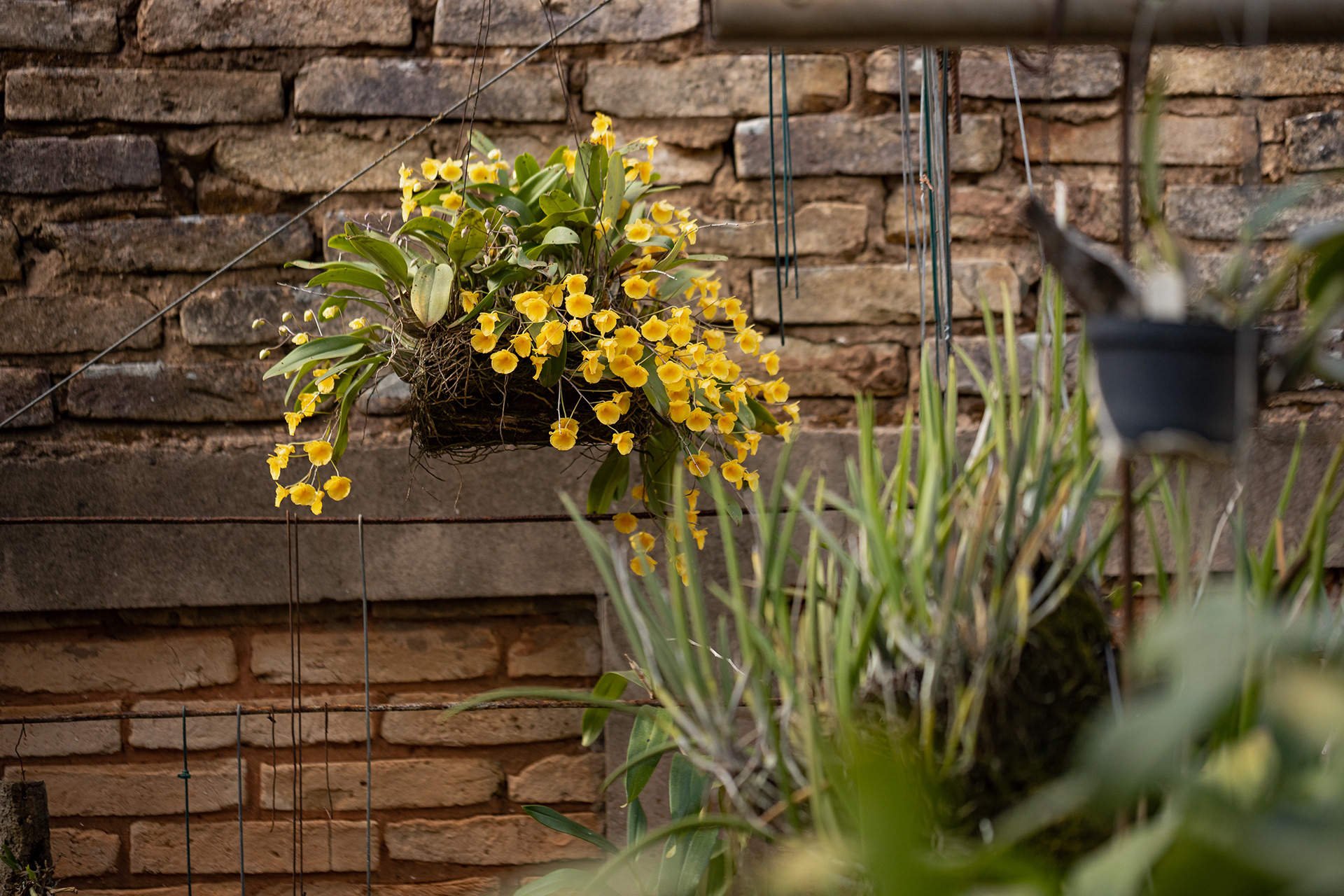 室内植物设计-16
