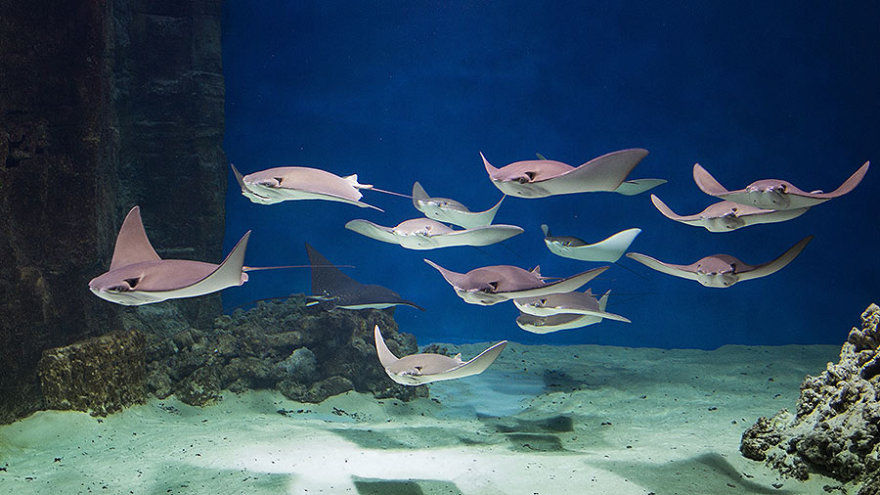 莫斯科海洋馆155立方米鳐鱼海洋水族缸-22