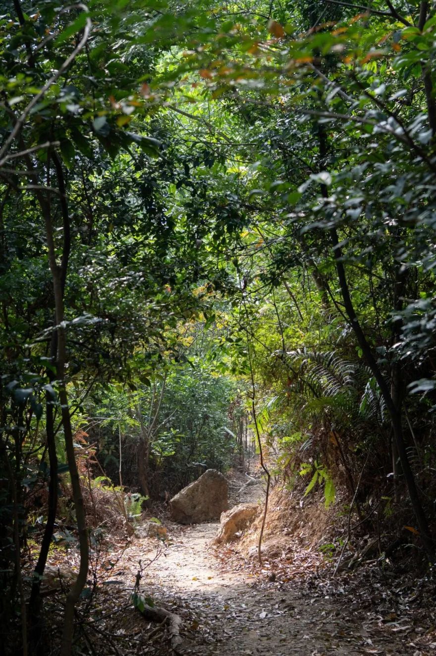 未名新作|山野有乾坤都市藏鲲鹏-深圳山海连城计划罗湖区东湖公园郊野径-莲塘口岸线-71