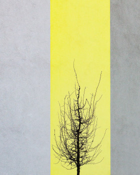 Grey VS Yellow