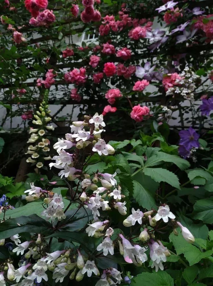 她花了4年，用月季，铁线莲，绣球把农村破败的小院打造成了花海，惊艳了时光-81