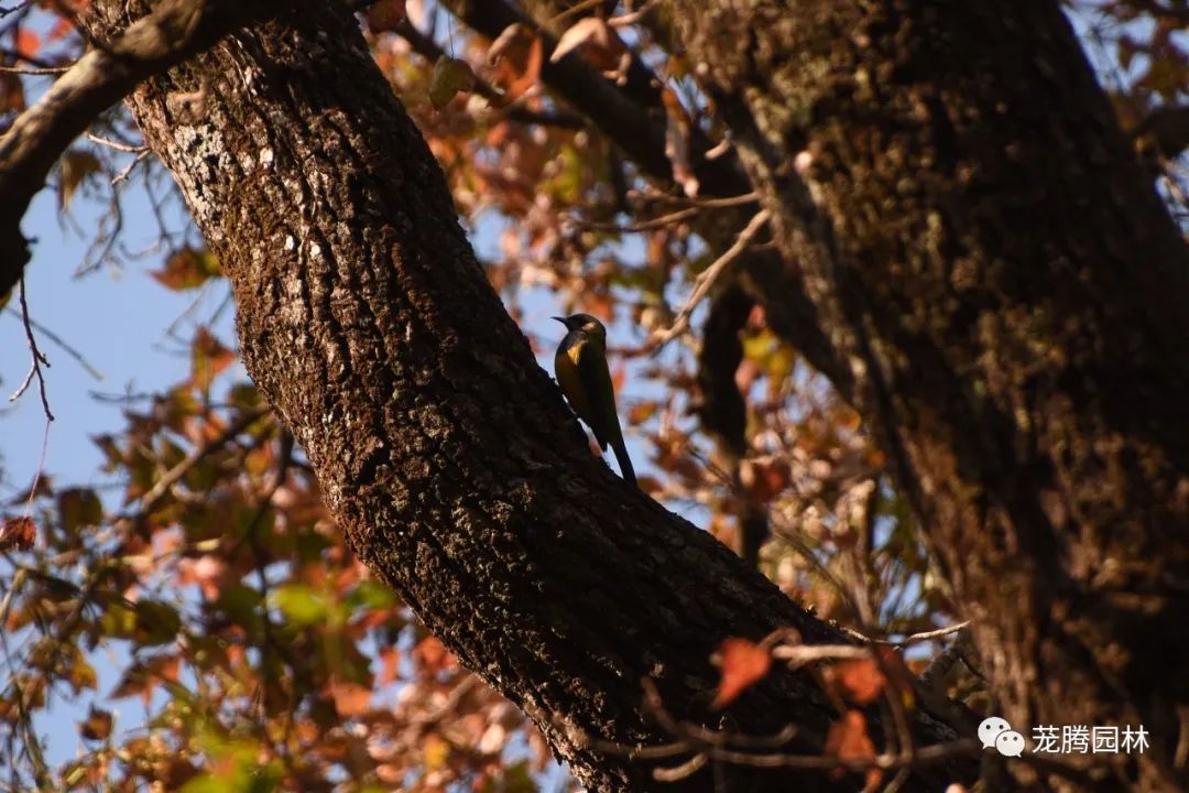 行走的茏腾人 | 象头山自然之美-52