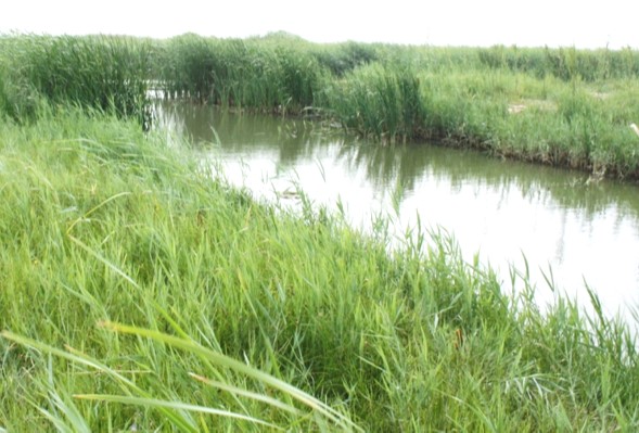 Green Corridor Project（绿廊项目）-35