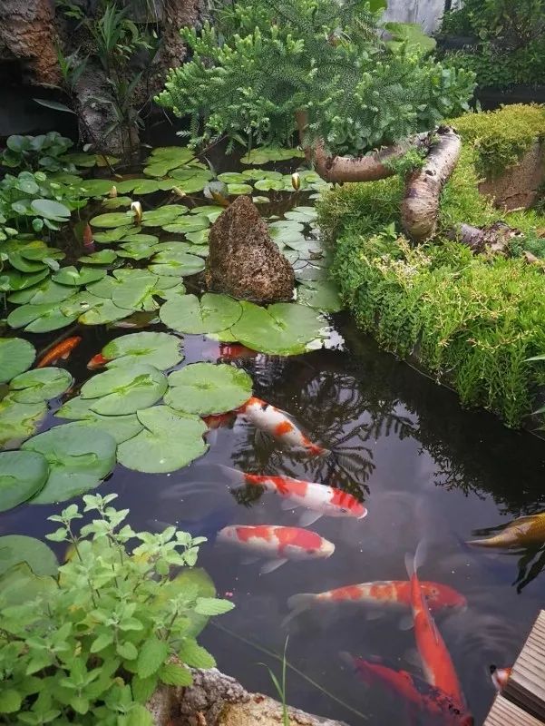 不惑之年，他自己动手建了一座楼顶花园，养花种菜喂鱼……-14