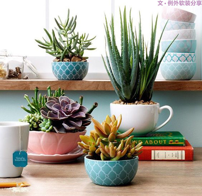 多肉植物的室内设计魅力-9