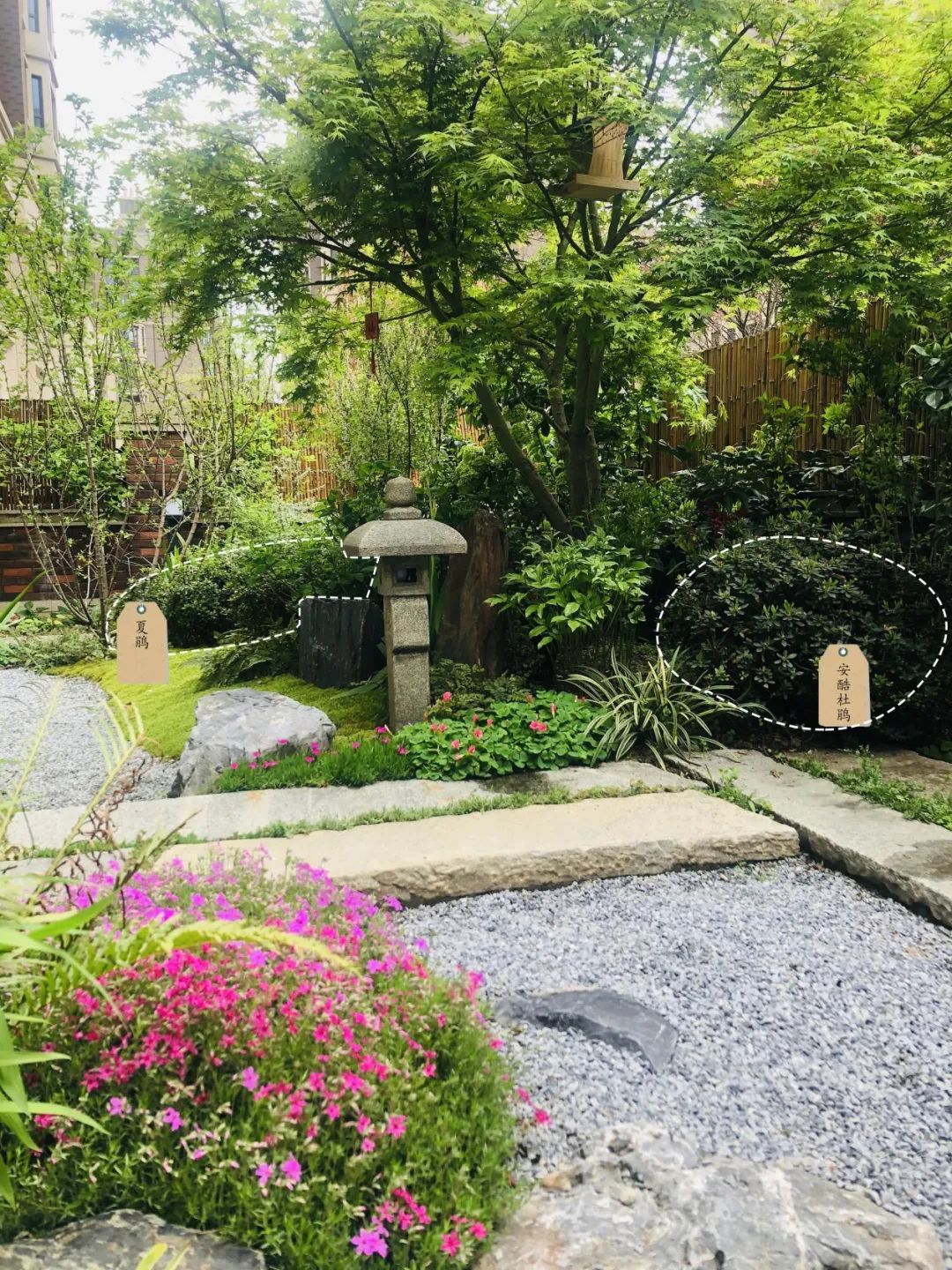 禅意花园里植物的那些事-31