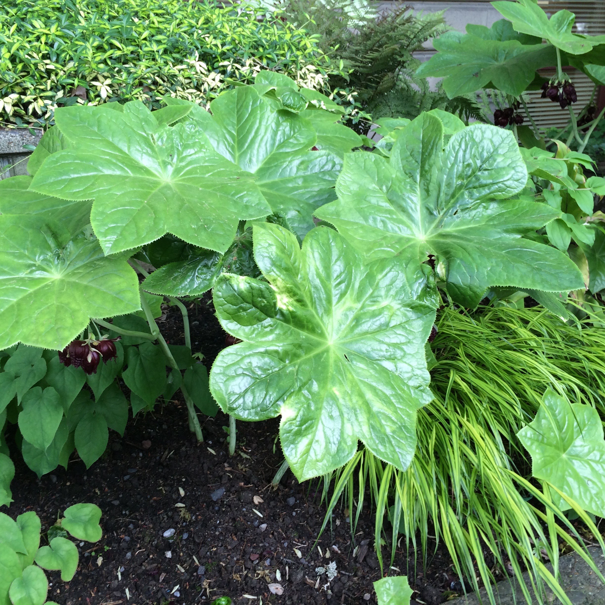 波特兰市政厅周边花园景观项目丨美国波特兰-17