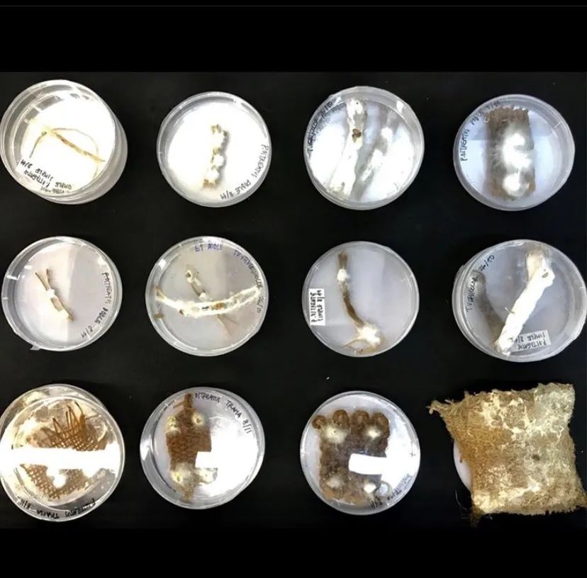 数字未来 2020 全球抗疫公益数字工作营全导师阵容揭晓！-367