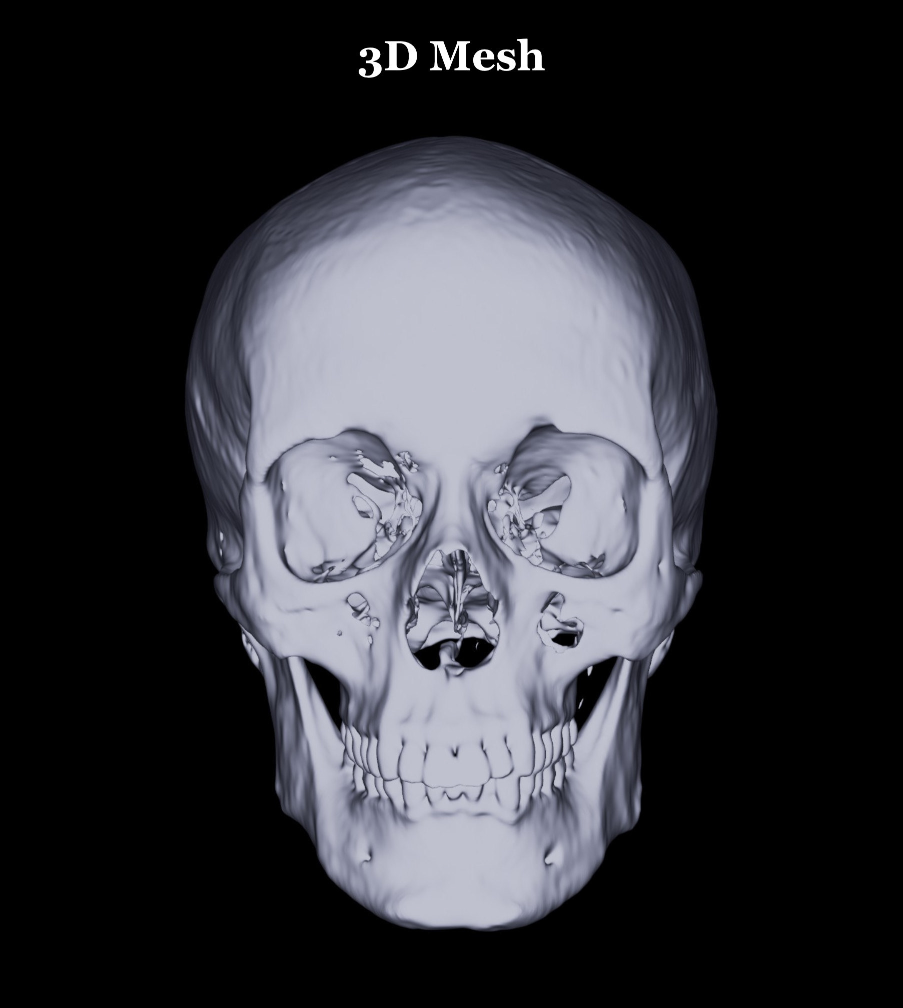 风格化生物学-12