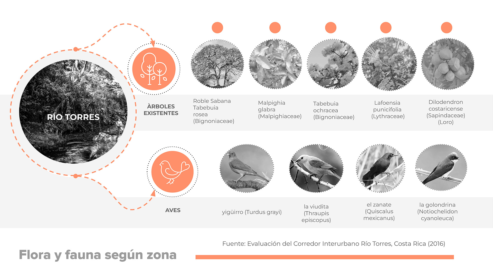 城市菜园丨哥斯达黎加圣何塞-5