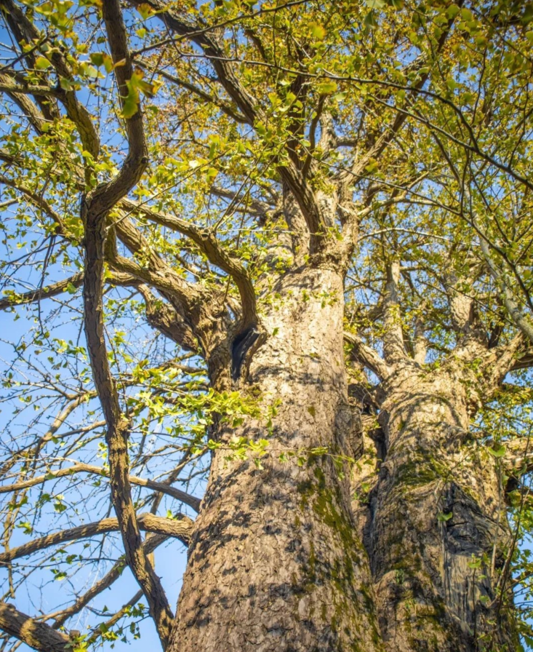 境作|恋“练”春光，“宝藏”踏青地：青浦徐练村，有多好逛？-60