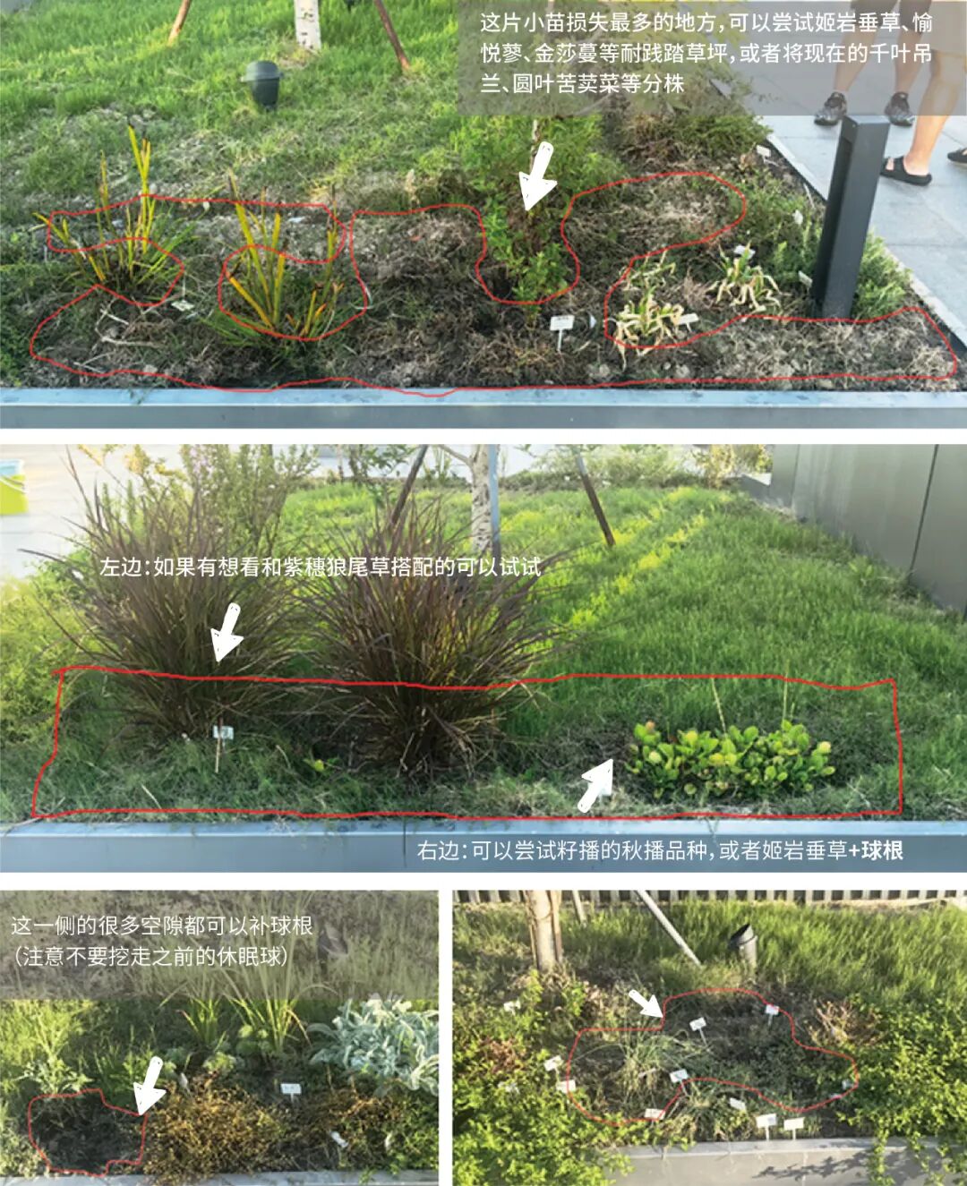 张唐探索|孤芳自赏的勇气——有.园张唐景观屋顶花园一年更新-65