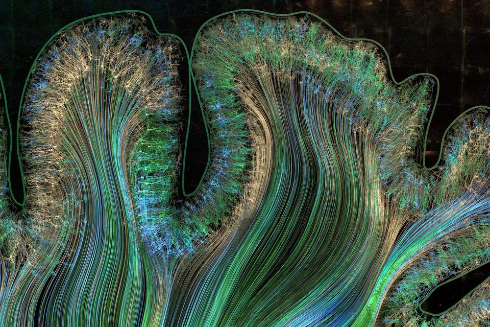 神经艺术 · 探索科学可视化的创新之路-7