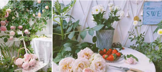 阳台花园改造记丨中国杭州丨哓气婆-35