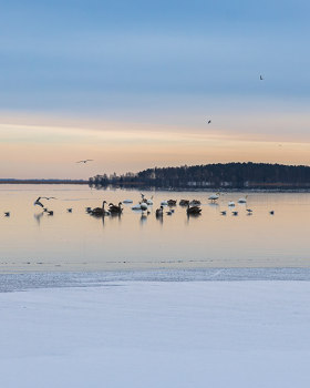 Птицы зимой. Birds in winter.