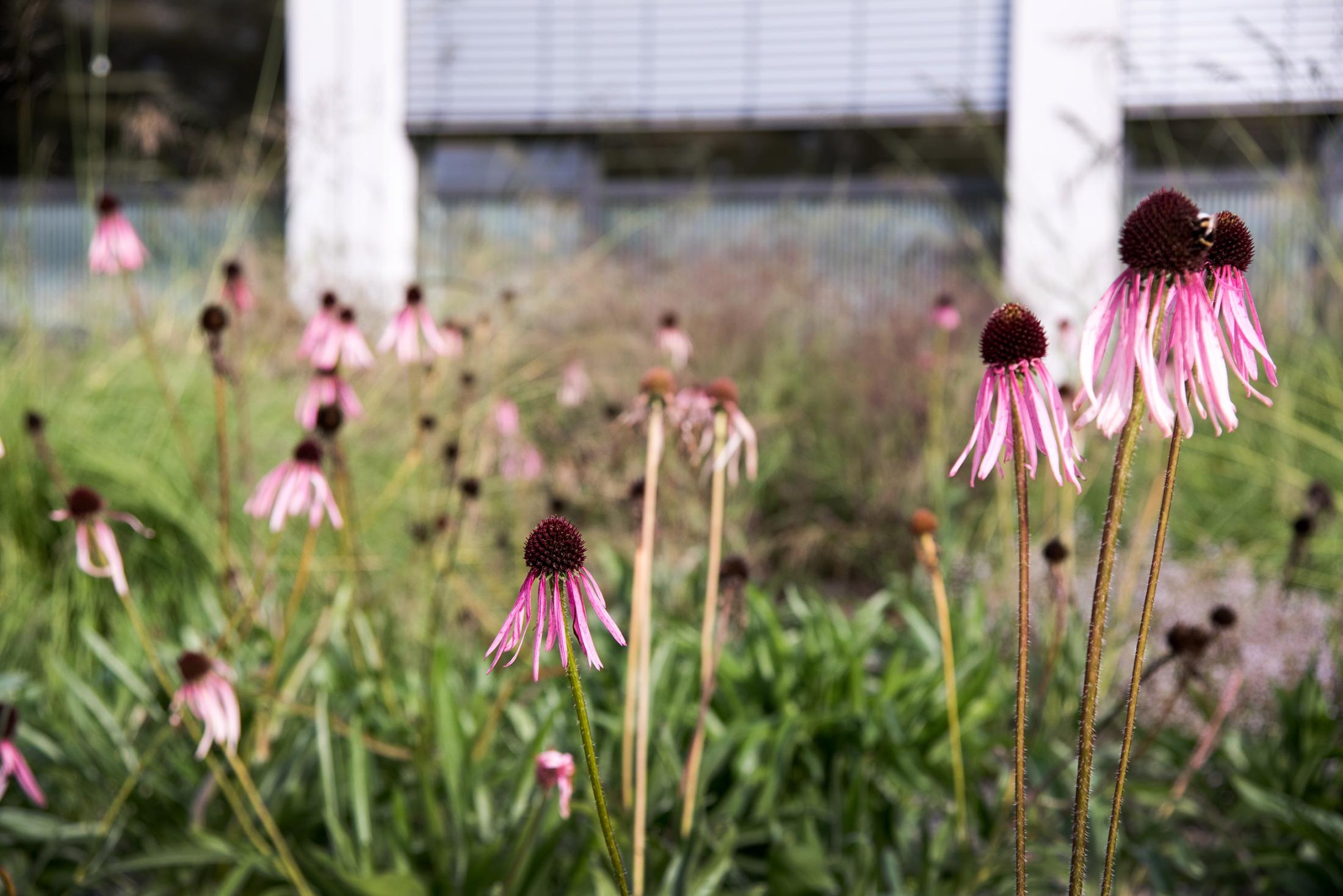 FU  Campus柏林校区建设丨德国柏林-8