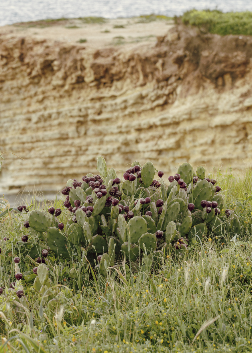 内敛且神秘的乡土简约度假屋PATIO HOUSE丨SOLUM studio (Mattia Agates等)-42